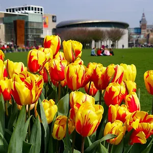 De Hallen Nederland